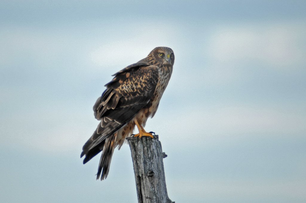 Hawk, Northern Harrier, 2007-11088177b Parker River NWR, MA.jpg - Northern Harrier. Parker River NWR, MA, 11-08-2007